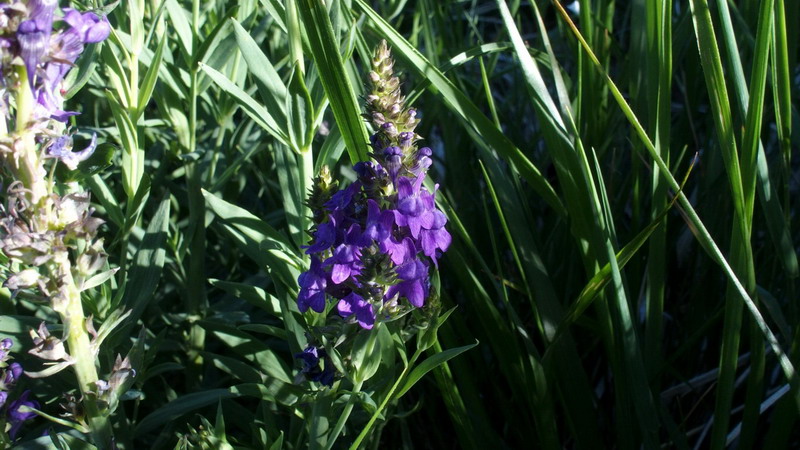 fiore violetto - Linaria purpurea